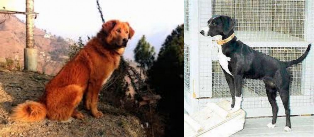 Stephens Stock vs Himalayan Sheepdog - Breed Comparison