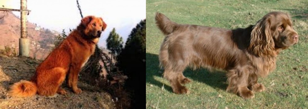 Sussex Spaniel vs Himalayan Sheepdog - Breed Comparison