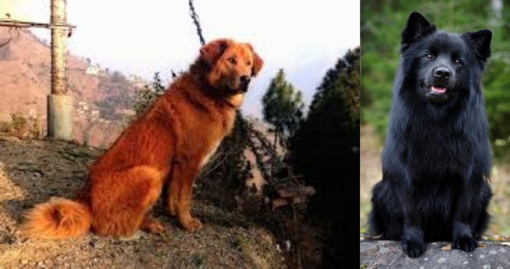 Swedish Lapphund vs Himalayan Sheepdog - Breed Comparison