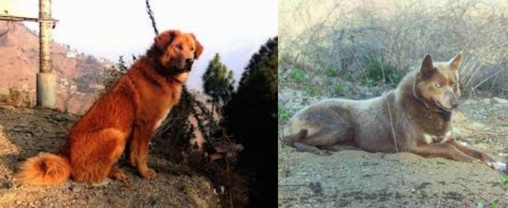 Tahltan Bear Dog vs Himalayan Sheepdog - Breed Comparison