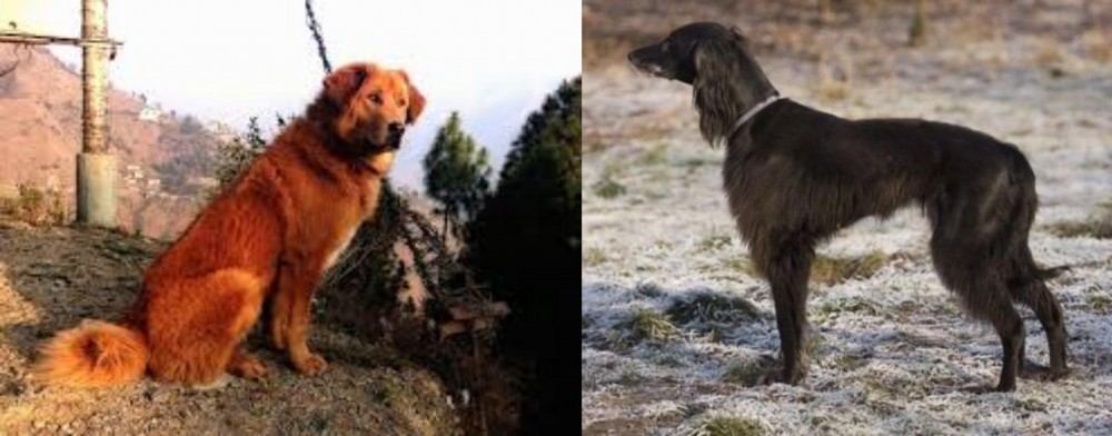 Taigan vs Himalayan Sheepdog - Breed Comparison