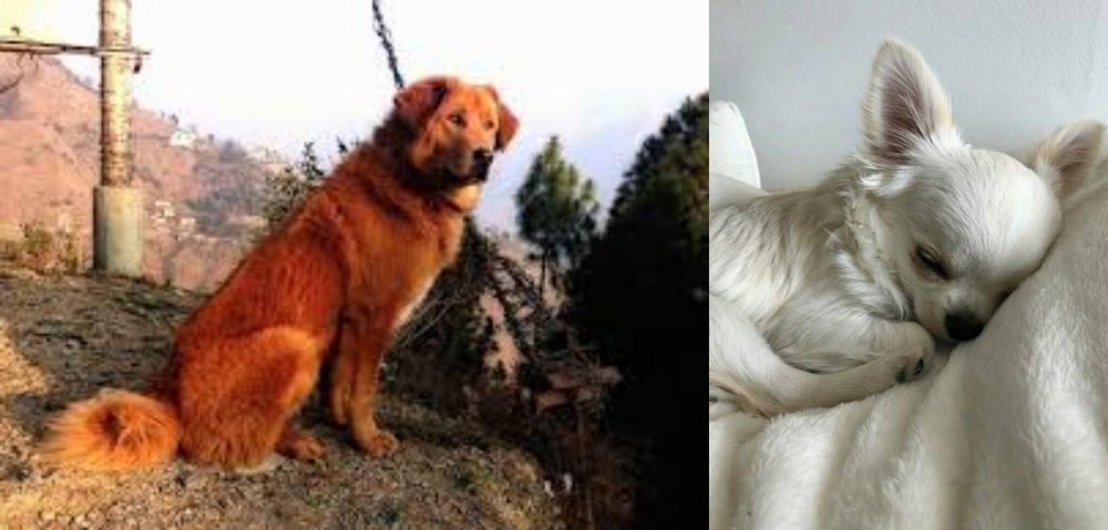 Tea Cup Chihuahua vs Himalayan Sheepdog - Breed Comparison