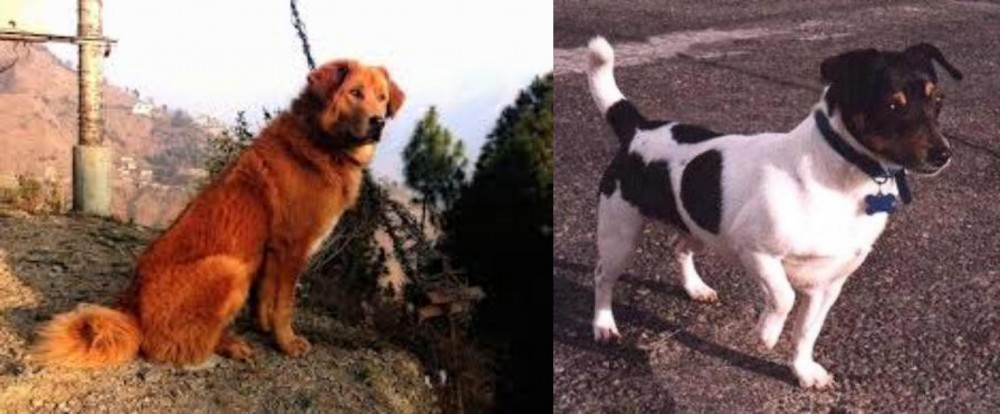 Teddy Roosevelt Terrier vs Himalayan Sheepdog - Breed Comparison
