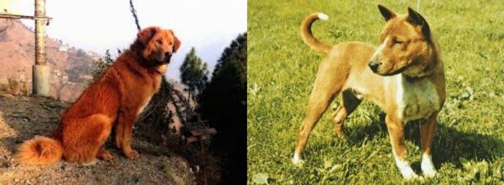 Telomian vs Himalayan Sheepdog - Breed Comparison