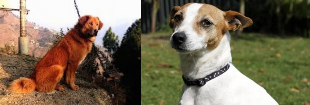 Tenterfield Terrier vs Himalayan Sheepdog - Breed Comparison