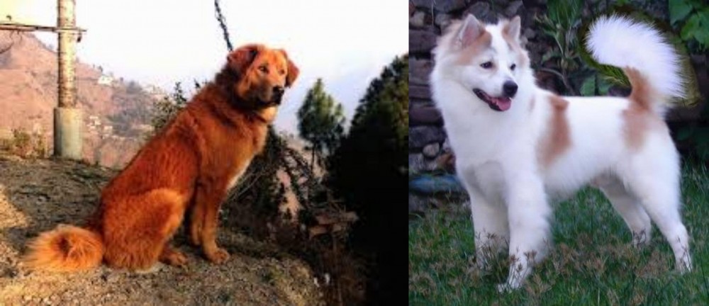 Thai Bangkaew vs Himalayan Sheepdog - Breed Comparison