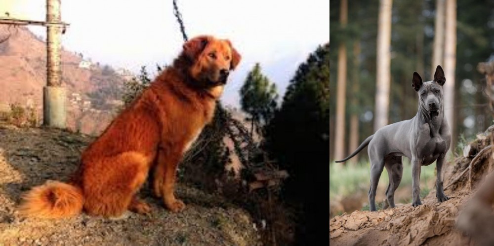 Thai Ridgeback vs Himalayan Sheepdog - Breed Comparison