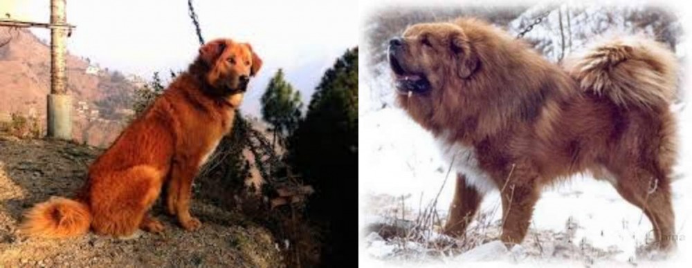 Tibetan Kyi Apso vs Himalayan Sheepdog - Breed Comparison