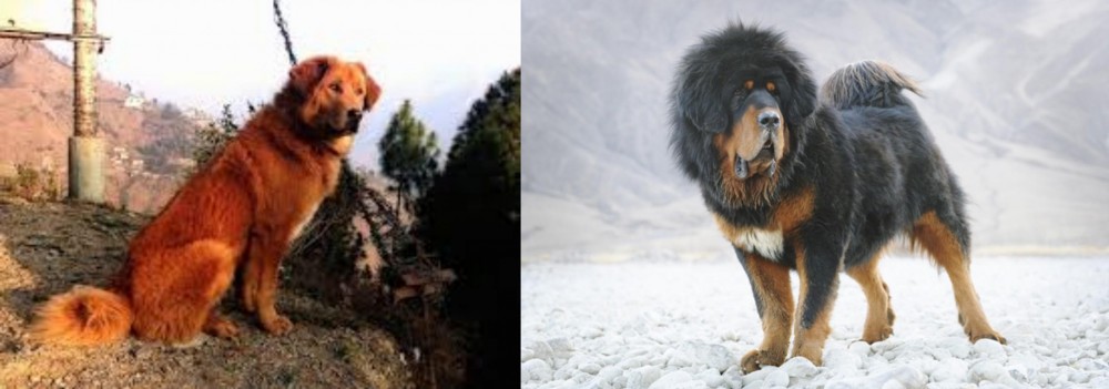 Tibetan Mastiff vs Himalayan Sheepdog - Breed Comparison