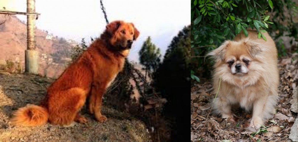 Tibetan Spaniel vs Himalayan Sheepdog - Breed Comparison