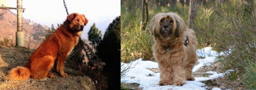 Tibetan Terrier vs Himalayan Sheepdog - Breed Comparison