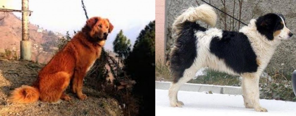 Tornjak vs Himalayan Sheepdog - Breed Comparison