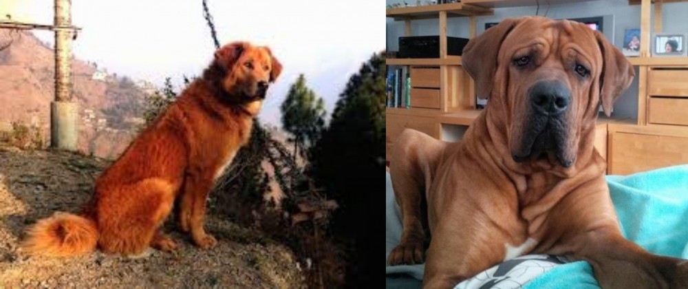 Tosa vs Himalayan Sheepdog - Breed Comparison