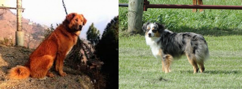 Toy Australian Shepherd vs Himalayan Sheepdog - Breed Comparison