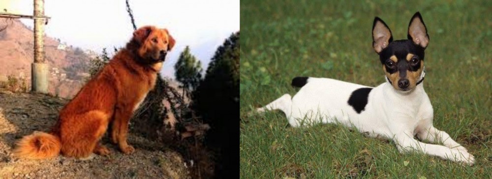 Toy Fox Terrier vs Himalayan Sheepdog - Breed Comparison