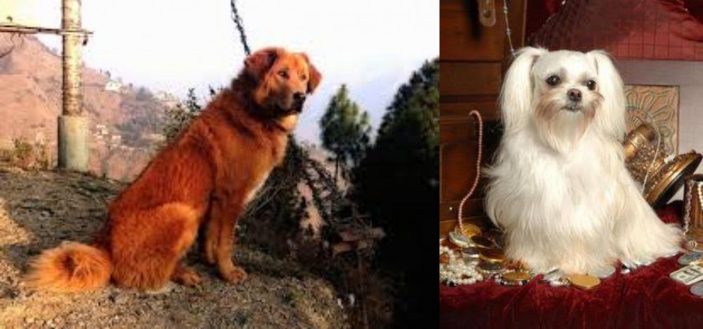 Toy Mi-Ki vs Himalayan Sheepdog - Breed Comparison
