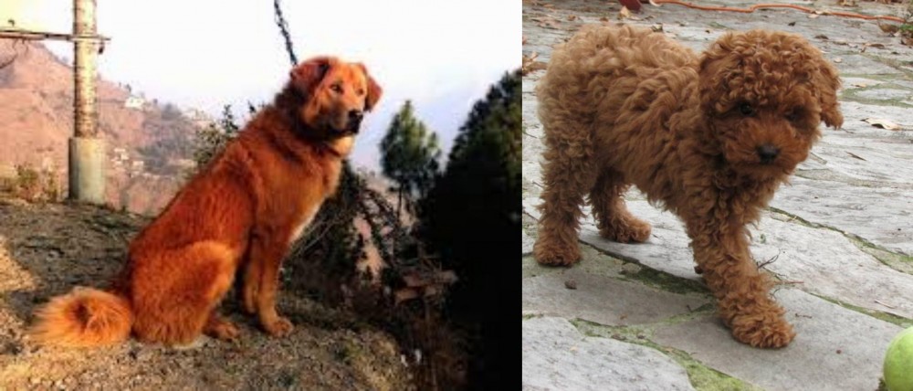 Toy Poodle vs Himalayan Sheepdog - Breed Comparison
