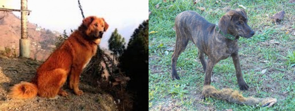 Treeing Cur vs Himalayan Sheepdog - Breed Comparison