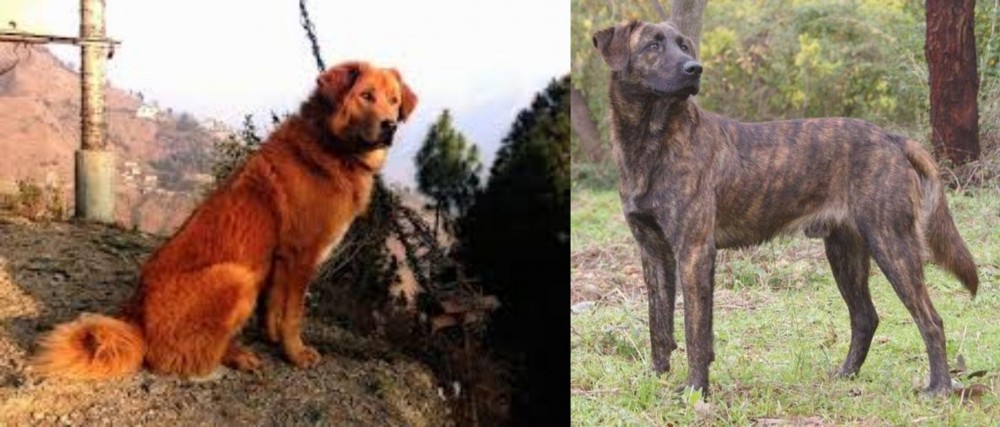 Treeing Tennessee Brindle vs Himalayan Sheepdog - Breed Comparison