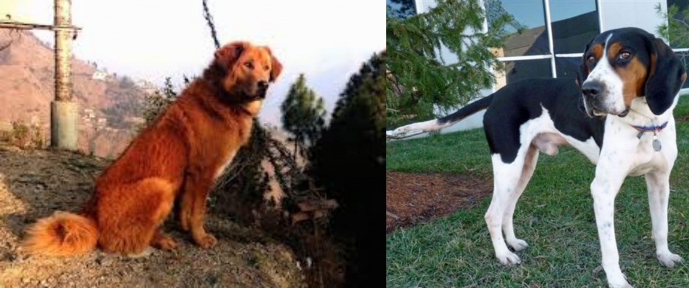 Treeing Walker Coonhound vs Himalayan Sheepdog - Breed Comparison