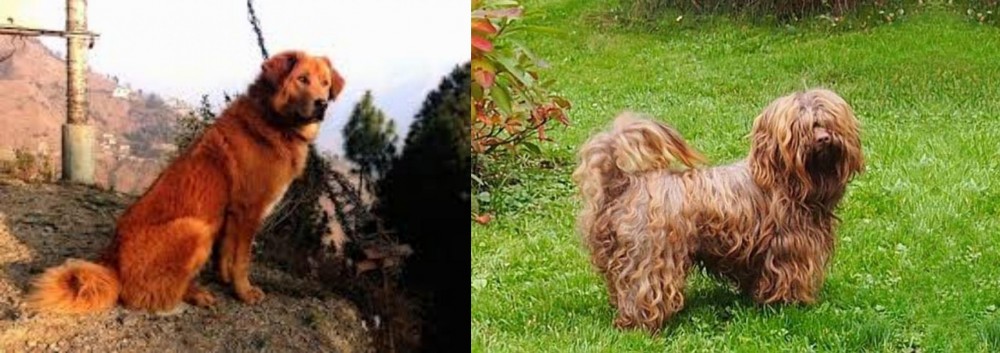 Tsvetnaya Bolonka vs Himalayan Sheepdog - Breed Comparison