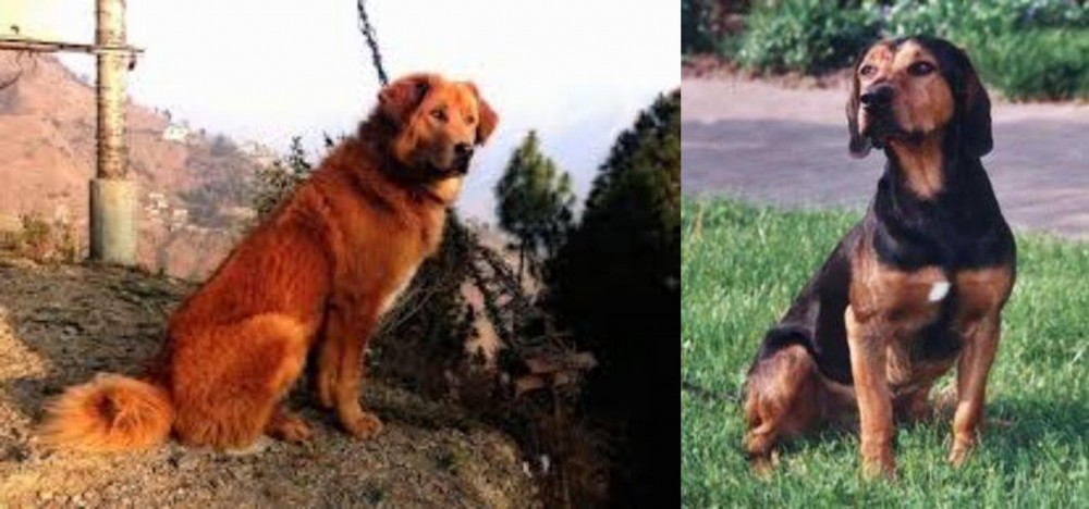 Tyrolean Hound vs Himalayan Sheepdog - Breed Comparison
