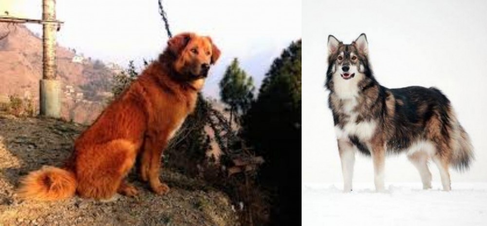 Utonagan vs Himalayan Sheepdog - Breed Comparison