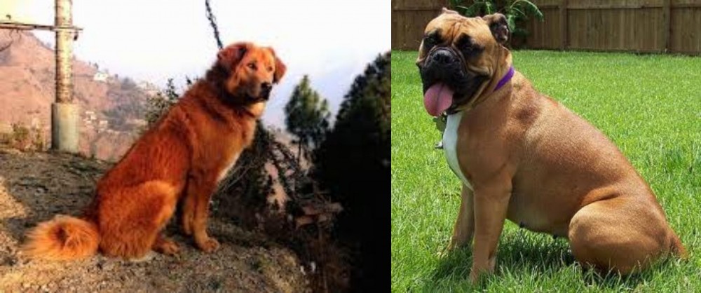 Valley Bulldog vs Himalayan Sheepdog - Breed Comparison