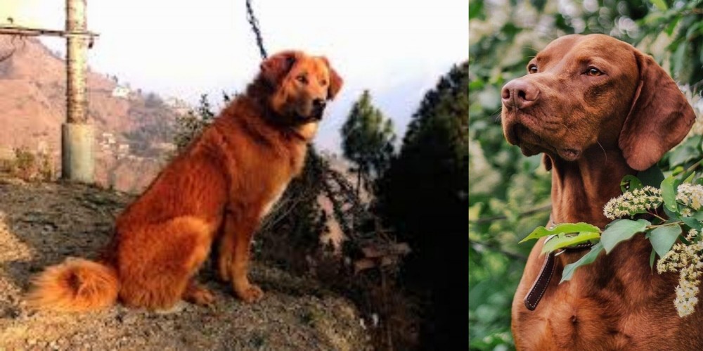 Vizsla vs Himalayan Sheepdog - Breed Comparison