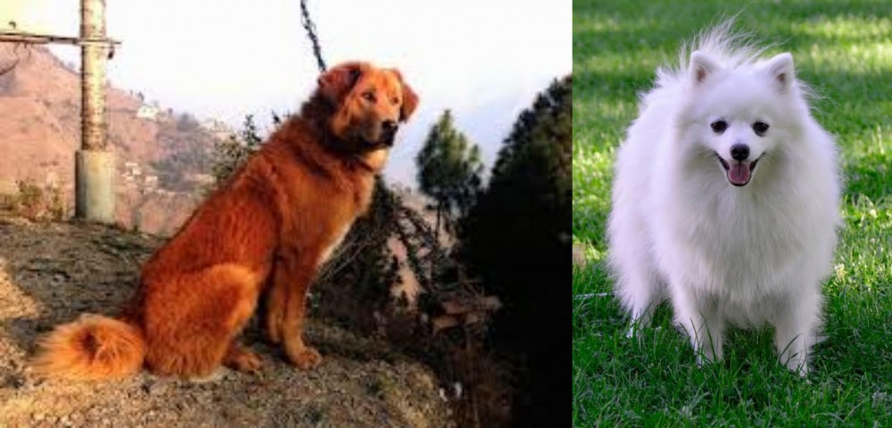 Volpino Italiano vs Himalayan Sheepdog - Breed Comparison