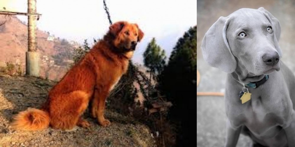 Weimaraner vs Himalayan Sheepdog - Breed Comparison