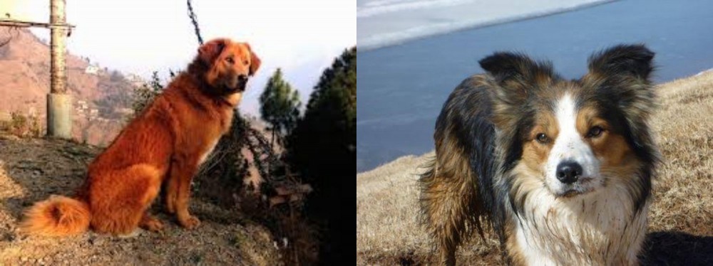 Welsh Sheepdog vs Himalayan Sheepdog - Breed Comparison