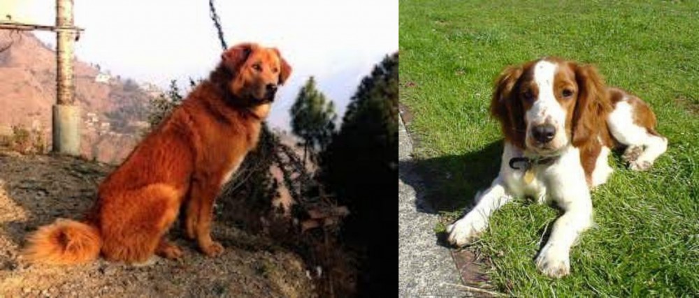 Welsh Springer Spaniel vs Himalayan Sheepdog - Breed Comparison