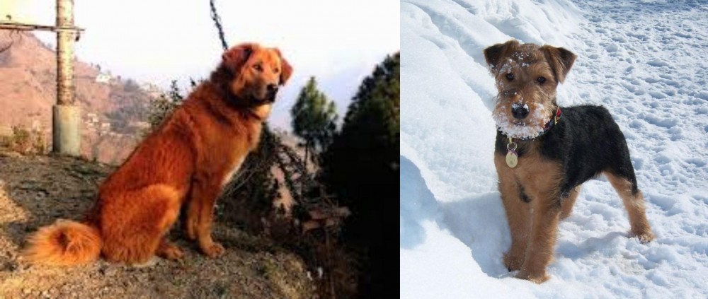 Welsh Terrier vs Himalayan Sheepdog - Breed Comparison