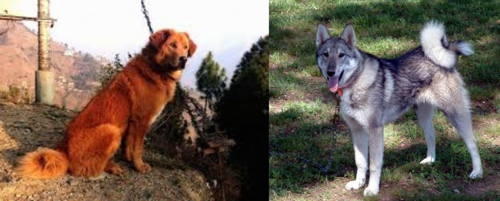West Siberian Laika vs Himalayan Sheepdog - Breed Comparison