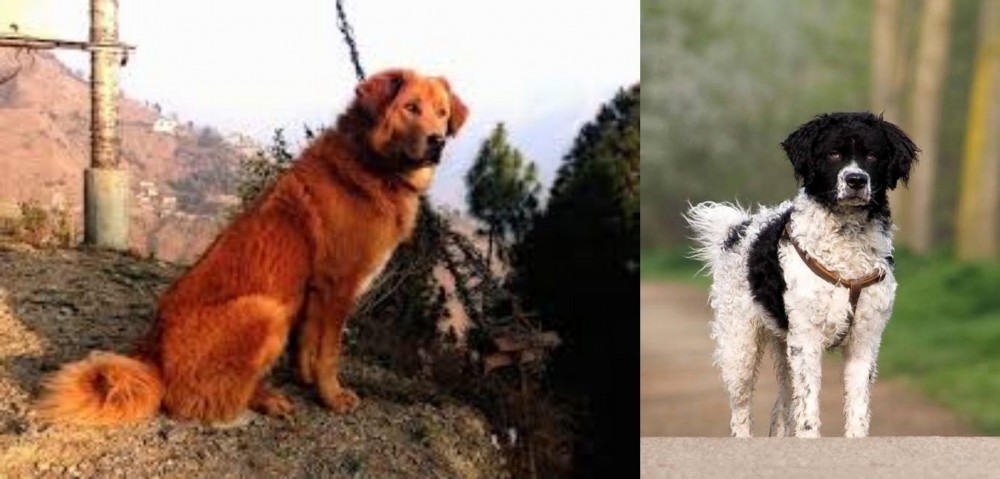 Wetterhoun vs Himalayan Sheepdog - Breed Comparison