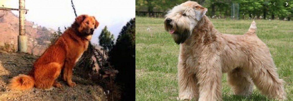 Wheaten Terrier vs Himalayan Sheepdog - Breed Comparison