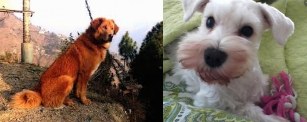White Schnauzer vs Himalayan Sheepdog - Breed Comparison