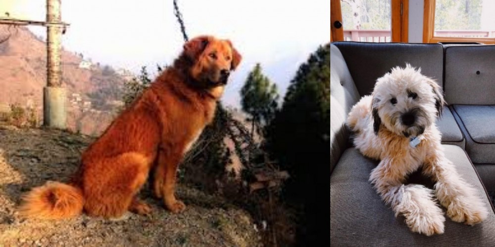 Whoodles vs Himalayan Sheepdog - Breed Comparison