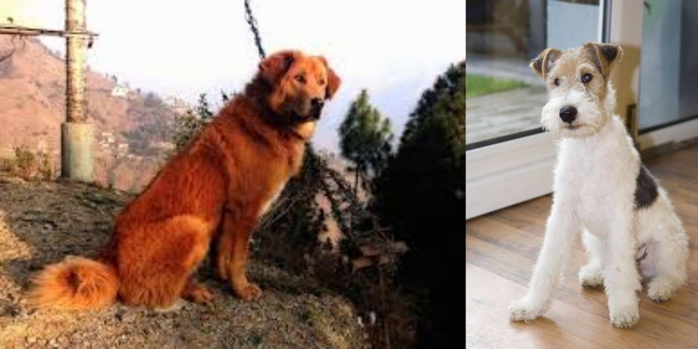 Wire Fox Terrier vs Himalayan Sheepdog - Breed Comparison