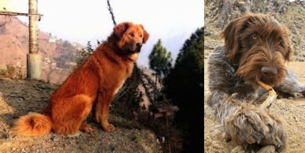 Wirehaired Pointing Griffon vs Himalayan Sheepdog - Breed Comparison