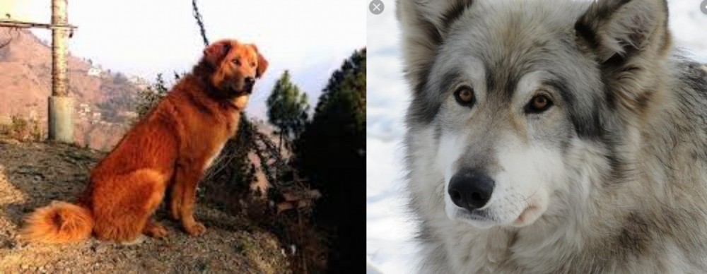 Wolfdog vs Himalayan Sheepdog - Breed Comparison
