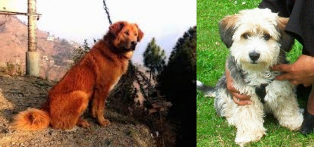 Yo-Chon vs Himalayan Sheepdog - Breed Comparison