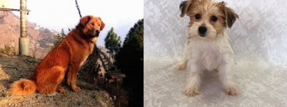 Yochon vs Himalayan Sheepdog - Breed Comparison
