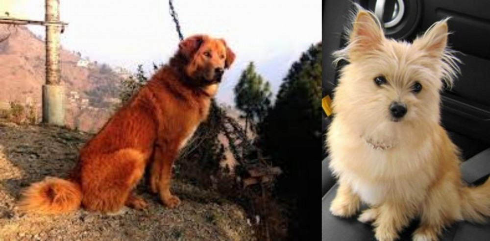 Yoranian vs Himalayan Sheepdog - Breed Comparison