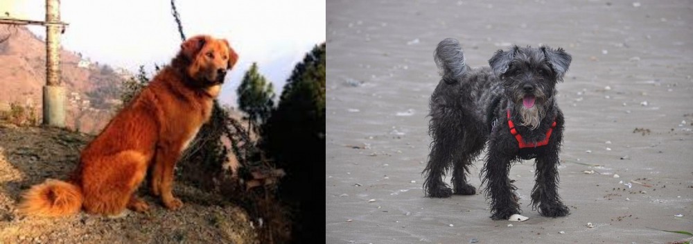YorkiePoo vs Himalayan Sheepdog - Breed Comparison