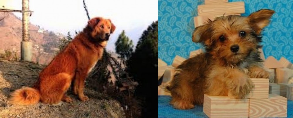 Yorkillon vs Himalayan Sheepdog - Breed Comparison
