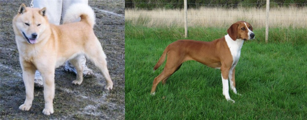 Hygenhund vs Hokkaido - Breed Comparison