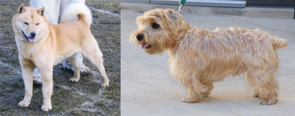 Lucas Terrier vs Hokkaido - Breed Comparison