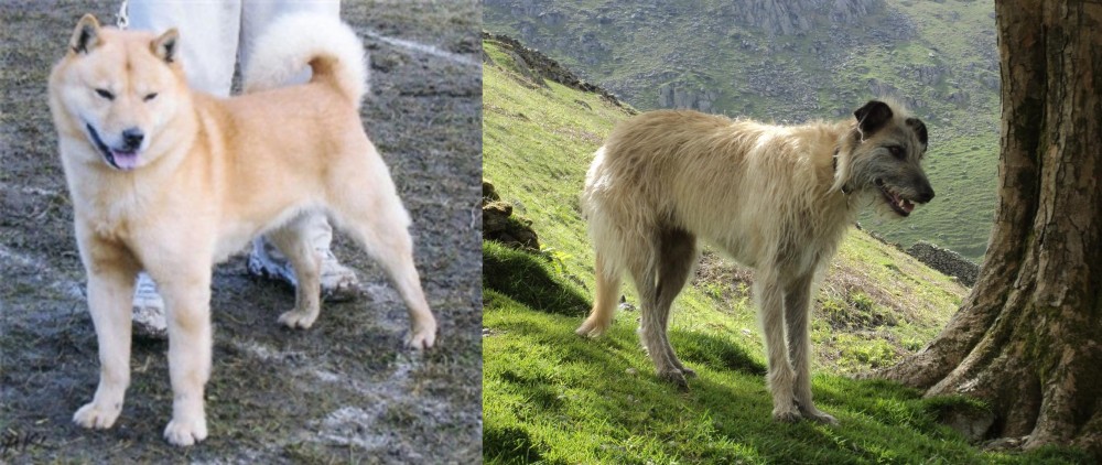 Lurcher vs Hokkaido - Breed Comparison